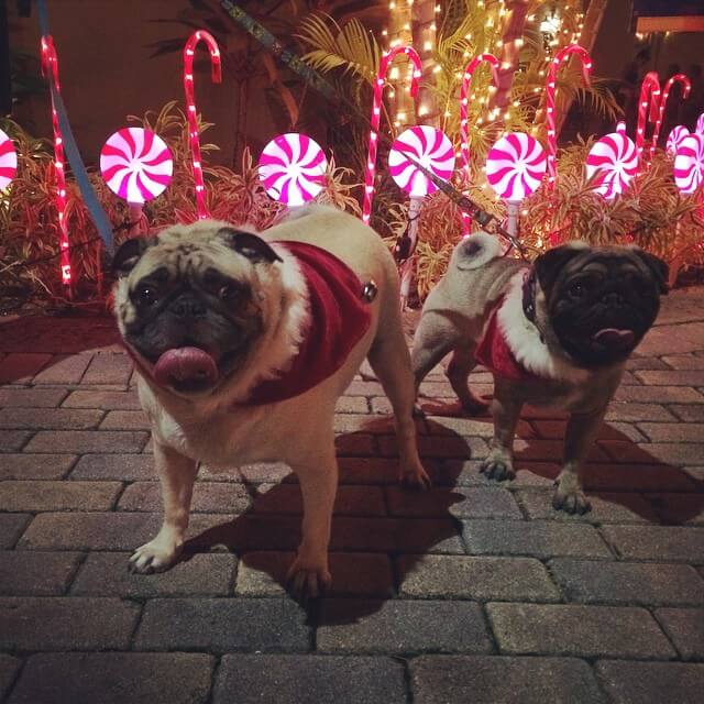 two pugs at Christmas time in Virgin Islands
